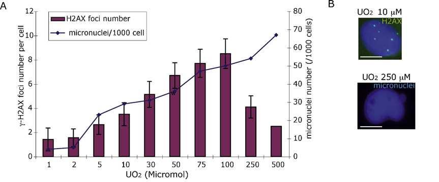ZF4 cells (embryonic fibroblasts) Uranium induces