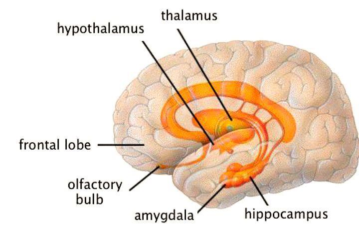 Biology of Depression Hippocampus (memory