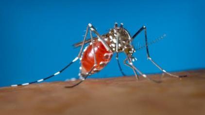 Dengue ( breakbones fever ) is widespread in Latin America, with endemic cases in Texas.