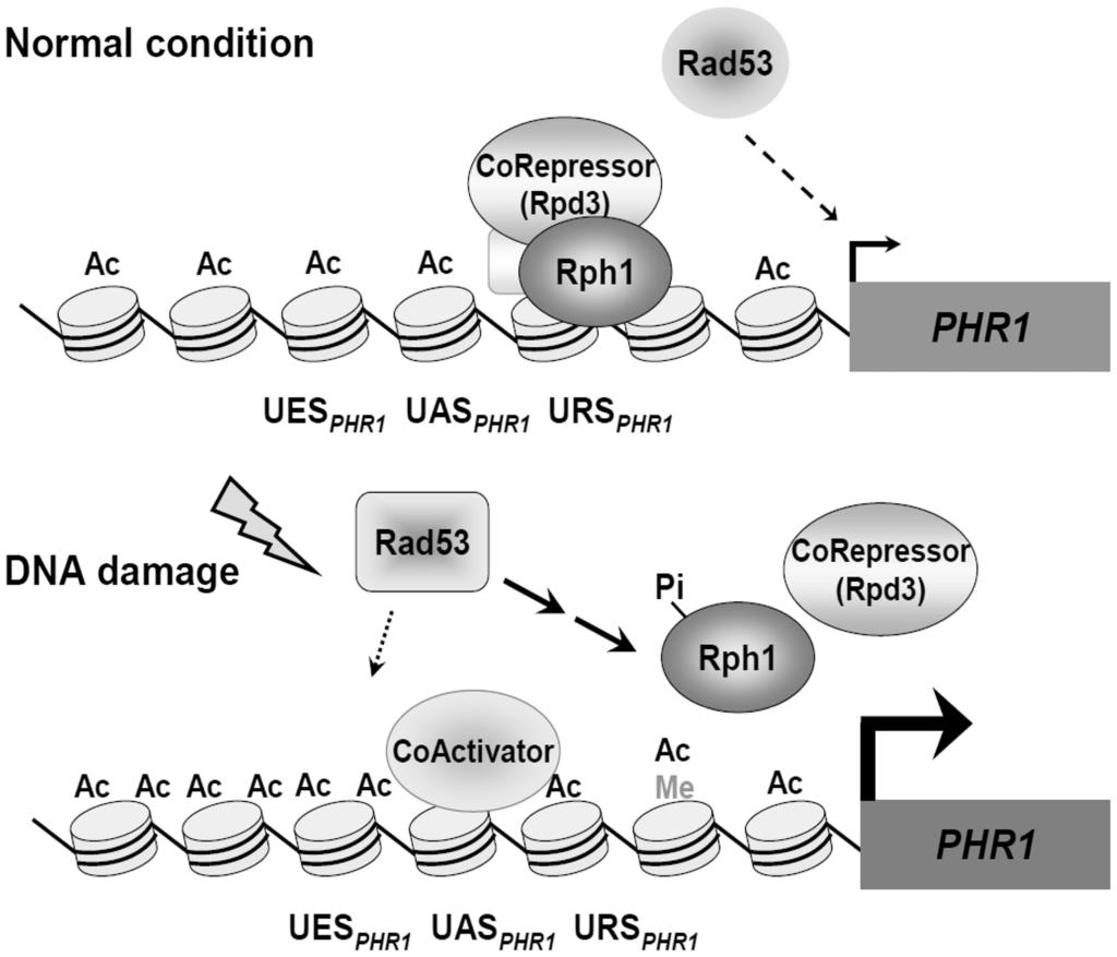 Here, we show that Rph1-mediated H3K36 demethylase activity is required to repress PHR1 expression and is involved in regulating the early step of transcriptional activation.