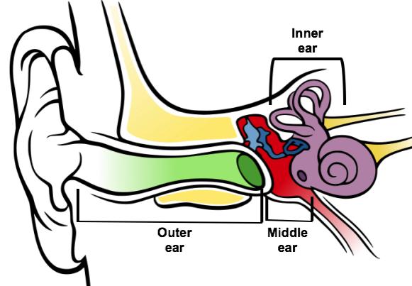 Types of Hearing Loss Describes where hearing loss is in the hearing system Conductive: hearing loss in the outer and/or middle ear Sensorineural: hearing loss in the inner ear Mixed: hearing loss in