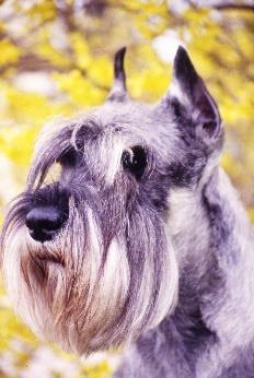 Miniature Schnauzer Ocular disorders known or presumed to be inherited (published) Diagnosis Description and comments specific to the breed Inheritance Gene/ marker test References A Myopia Affects