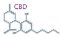GWP42006 (CBDV) CBDV is similar in chemical structure to CBD CBDV has shown anti-epileptic properties across a range of in vitro and in vivo models of epilepsy CBDV