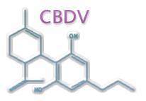 CBDV provides additional efficacy when combined with existing AEDs Genetic biomarkers for response have been identified Phase 1 trial completed in 66 healthy subjects