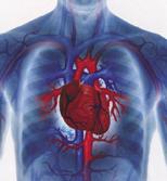 Stress and Heart Disease Evidence from studies indicate that cardiovascular response to stress is a risk factor to the same magnitude as smoking, hypertension, insulin resistance and elevated
