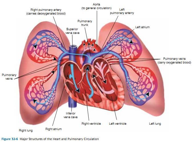 What is the difference between pulmonary and systemic circulation? Using the above diagram, which color represents pulmonary circulation? Systemic circulation?