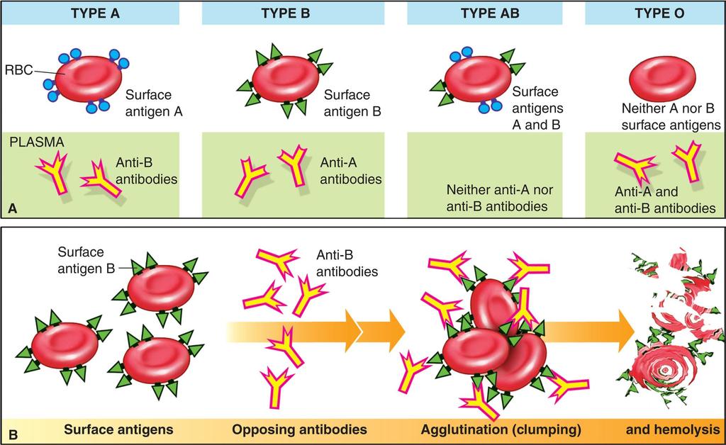 FIGURE 27-14 typing and cross-reactions. The blood type depends on the presence of surface antigens (agglutinogens) on RBC surfaces.