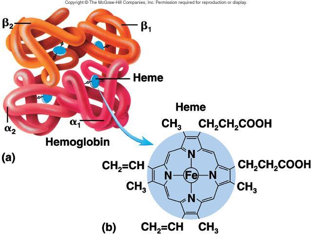 Hemoglobin 4 globin + 4 heme molecules Binds