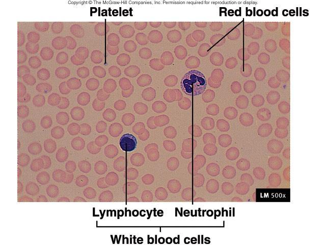 Thrombocytes Cell fragments pinched off from megakaryocytes in red bone marrow (200 000 400 000 /