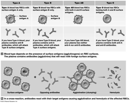 Blood Typing Figure 19-6! 31! ABO Blood Groups! Type Genotype(s) RBC antigen(s) Plasma antibody (antibodies) O.K. Donor?