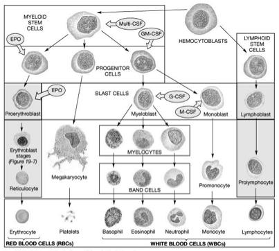 WBC Origins and Differentiation Figure 19-10! Note: the arrows indicate the big picture. 58! WBC Production and Differentiation! Know the big picture:! Hemocytoblasts myeloid and lymphoid stem cells!