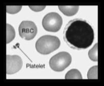Megakaryocyte 4000 platelets! Note how small the platelet! is when compared to an RBC.! 62! Platelet General Functions! Live 9 12 days! About 1/3 of total stored in spleen! 1. Transport clotting chemicals!