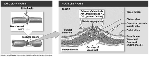 1. Vascular Phase - 2! B. Endothelial changes! Endothelial cells contract, expose basal lamina to blood! Endothelial cells release chemicals, hormones! e.g. ADP, Tissue Factor, endothelins!