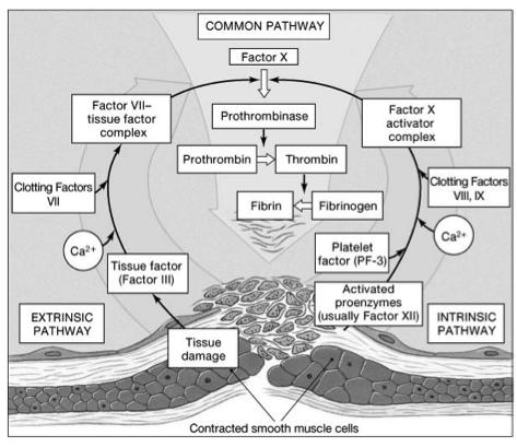 Coagulation Phase Figure 19-13! Common pathway 76! Feedback Control of Clotting! Thrombin from common pathway stimulates both extrinsic (TF) and intrinsic (PF-3) pathways!