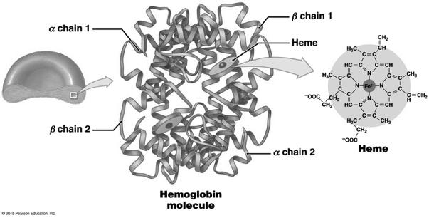 Hemoglobin (Hb)! Normal values: male: 14 18 g/dl (a.k.a. g%)! female: 12 16 g/dl! Hb Structure:! 4 polypeptides and 4 heme groups! Heme = iron-containing pigment!