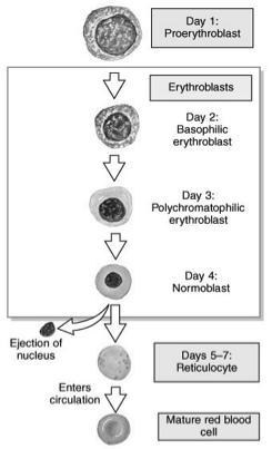 Myeloid stem cell!! Begin Hb synthesis! All are erythroblasts!