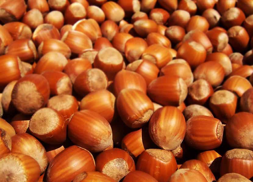 HAZELNUTS Hazelnuts are the best source of vitamin E, rich in phytosterols which protect the