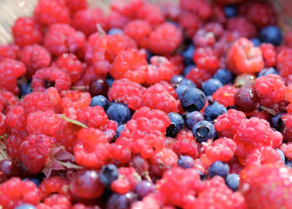 WILD BERRIES AND AÇAI Wild berries and acai due to their high concentration of vitamins,