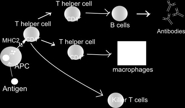 CONCEPT: T CELLS T cells are a main immune system cell used to target and kill pathogens Antigen presenting cells (APC) which present antigens to T cells, are required for T cell activation - Ex: