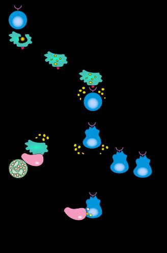 CONCEPT: IMMUNE SYSTEM COLLABORATION The innate immune system responds to a pathogen Toll Like Receptors (TLRs) recognize pathogens - Causes WBCs to take up pathogen, and begin breaking it apart, and