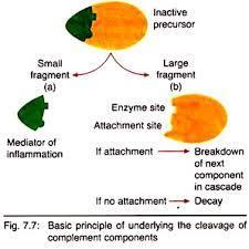 Cleavage of complement components Visit http://www.biologydiscussion.