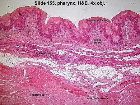 Pharynx Common respiratory and digestive pathway