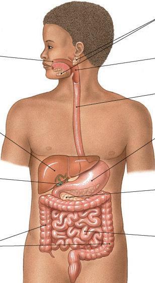 The esophagus is a fixed