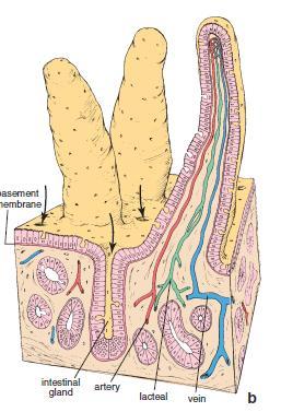 The intestinal glands, or crypts of Lieberkühn, are simple