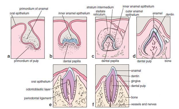 Enamel is produced by ameloblasts of the enamel organ, and dentin is