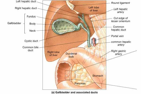 Liver is the biggest gland Bile, a watery greenish fluid is produced by the liver and secreted via the hepatic duct and cystic duct