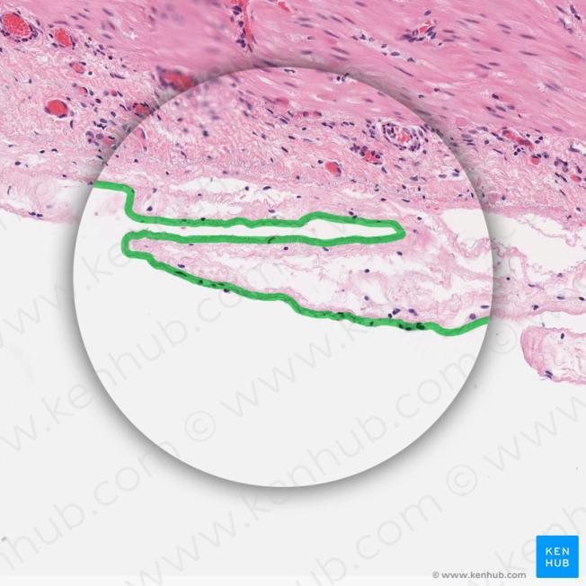 Outer membrane A serous membrane/peritoneum consisting of the mesothelium (simple squamous epithelium), and a small amount of underlying loose connective tissue.