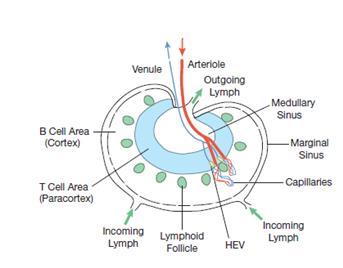 LYMPH NODES A lymph node is bean shaped organ which has incoming lymphatics that bring lymph into the node, and outgoing lymphatics through which lymph exits.