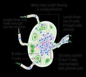 Lymphocytes can enter the lymph node via the lymph or the blood but they only exit via the lymph.