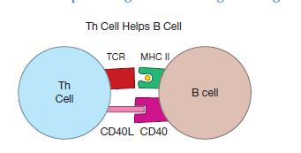 This means that at the border of the lymphoid follicle, an activated Th cell and an activated B cell perform a bidirectional activation important for their maturation.