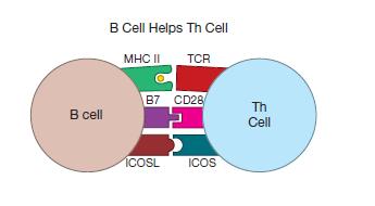 Such fully mature Th cells are called follicular helper T cells (Tfh). These Tfh cells are now able to help these B cells switch classes or undergo somatic hypermutation ( affinity maturation).