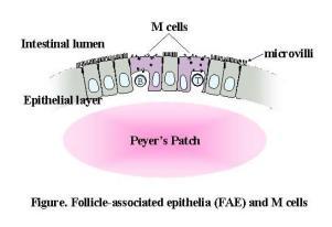 Antigens enter throgh cells within the epithelium called M cells.. see figures below.