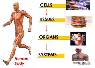 Cells Tissues Organs Organ Systems In a multicellular organisms, the various types of cells (such as blood,