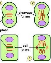78 Essential Question: How do eukaryotic cells grow and divide in the cell cycle?