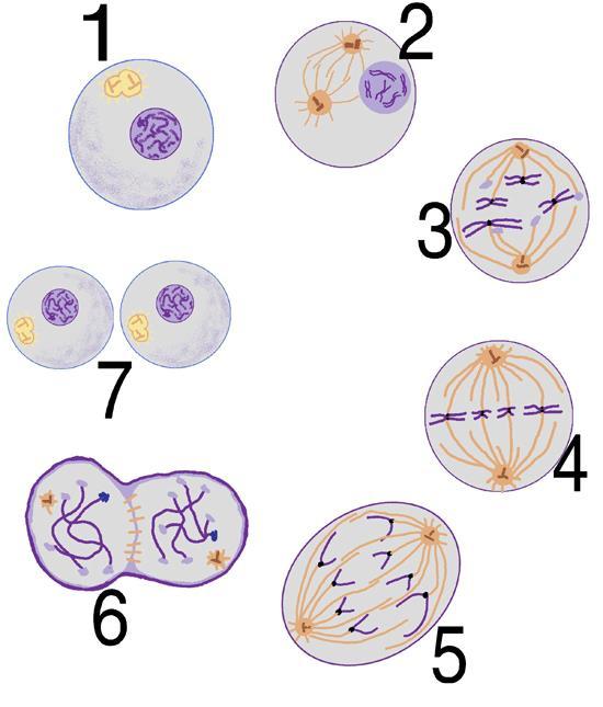 Purpose: Cell Division Make 2 cells from 1 Prophase- 2,3 Metaphase-4