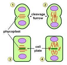 Cytokinesis Purpose: division of cytoplasm