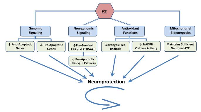 6/4/18 38 Mechanisms of estrogen neuroprotection