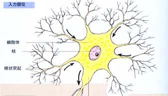 (2) glial cells of
