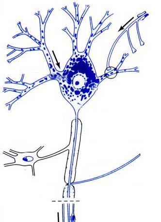 Ⅰ Neurons 1.