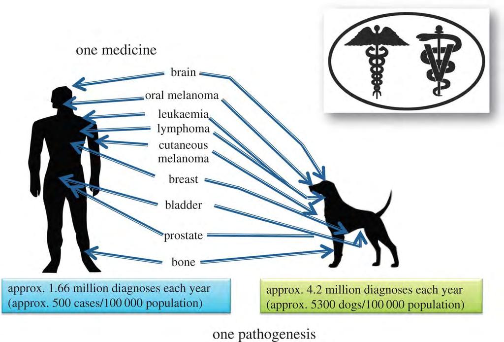 The remarkable similarity in cancers shared by human and dog 2015 by The Royal