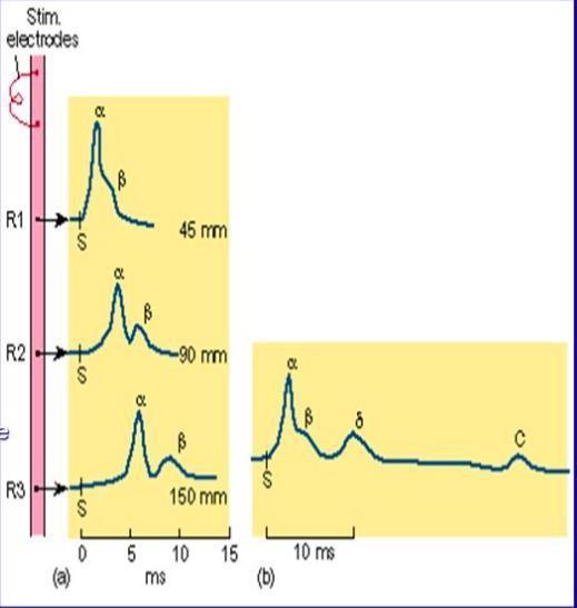 e- Repolarization of the adjacent area: no potential difference between electrodes. For clinical use: a similar but not the same method is used to record a compound action potential.