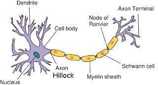 Nerve Cells (Neurons) *Remember: The neural cell consists of: 1-Cell body 2-Dendrites 3-Axon which ends as axon terminals.