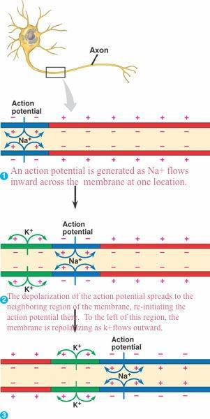 Methods of action potential propagation 1. Continuous conduction Occurs in unmyelinated fibers.