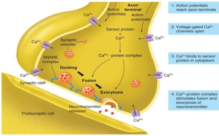 Presynaptic membrane: The membrane of the first neuron (before synapse) Postsynaptic membrane: It is where the neurotransmitters bind to receptors on the second neuron, thus allowing the action