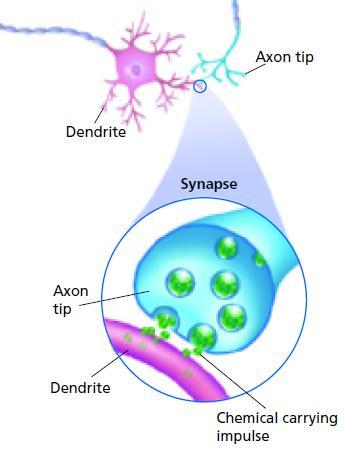 How a Synapse Works For an impulse to cross the synapse (the gap), a chemical is