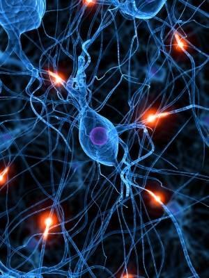 The role of synapses Each synapse has a measurable strength or weight (function of number of PSP receptors, spine shape, distance from soma, etc.) that reflects its impact upon firing the neuron.